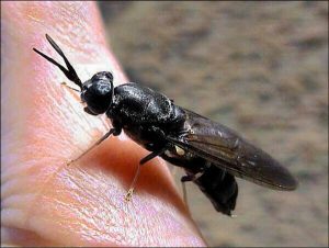 Read more about the article 「吃垃圾」基改蒼蠅！科學家找到解決環境污染秘密武器  資料來源：自由時報電子報