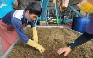 Read more about the article 「黑色士兵」參戰非洲豬瘟 彰化「黑水虻部隊」月吞300噸廚餘 資料來源：ET today