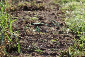 Read more about the article 生雞糞重金屬超標，病蟲害、土壤劣化，農地飲鴆止渴 資料來源：上下游News&Market