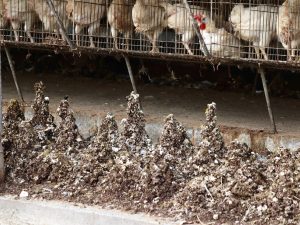 Read more about the article 生雞糞就地合法？農委會訂「腐熟」三標準，學者憂太寬鬆 落實稽查是關鍵  資料來源：上下游 News&Market