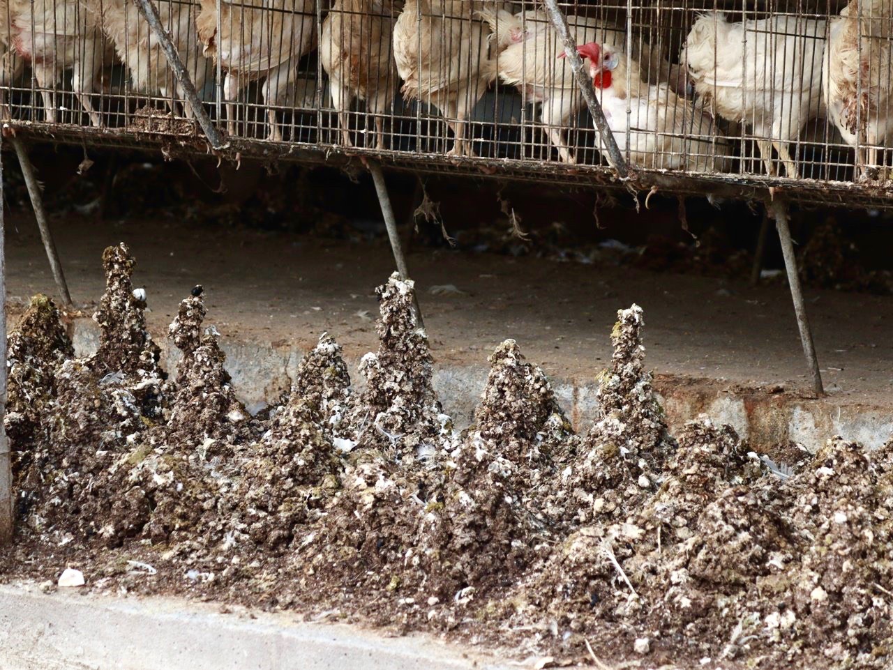 雞糞腐熟與否，肉眼難辨，行政院要求農委會訂標準