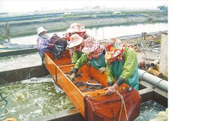 Read more about the article 黑水虻餵養限制鬆綁 打造水產養殖新食代！ 資料來源：中時新聞網