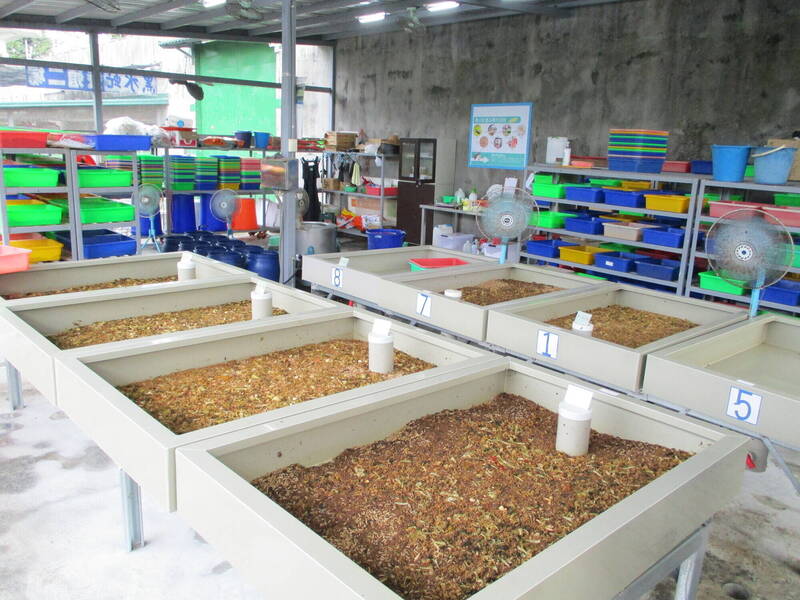 Read more about the article 台灣本土黑水虻全球少見「不挑食」 屏監積極養殖去化廚餘 資料來源：LTN自由時報