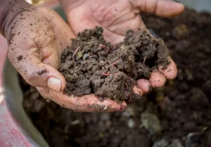 Read more about the article 蚯蚓都去哪了？集約農業、蟲害、塑膠微粒衝擊–倡議家