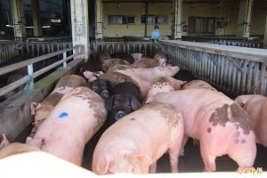 Read more about the article 農業部擬1年內全面禁止廚餘養豬 待行政院院會拍板–自由時報