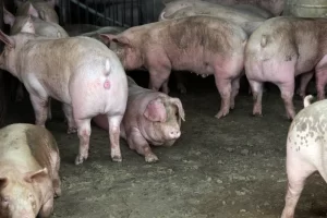 Read more about the article 廚餘出路 地方：改做堆肥、沼氣發電–聯合新聞網