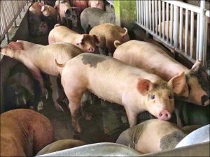 Read more about the article 家用廚餘占4成5 先採焚化掩埋–自由時報