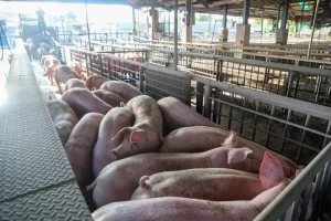 Read more about the article 未來養豬政策怎麼走？ 陳駿季：先禁家戶、事業廚餘採過渡期–聯合新聞網