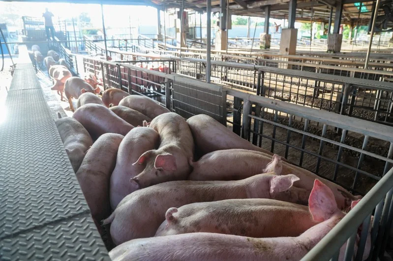 Read more about the article 未來養豬政策怎麼走？ 陳駿季：先禁家戶、事業廚餘採過渡期–聯合新聞網