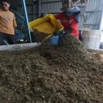 非洲豬瘟後成廚餘救援隊 彰化和美黑水虻場合約到期喊卡 (聯合新聞網)